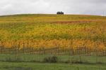 View from Benton Lane Winery