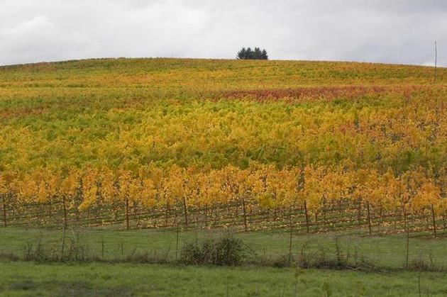 View from Benton Lane Winery