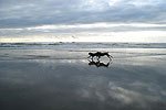 Seaside Fun