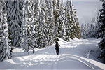 Cross Country Skiing Mount St Helens
