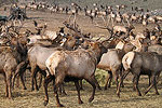 Wild Stampede