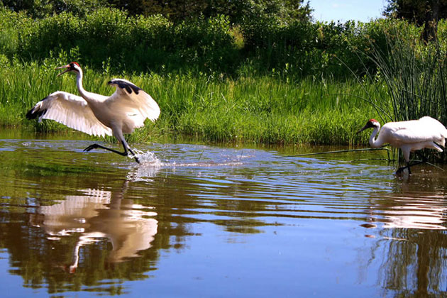Crane Foundation - Baraboo