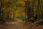New River Gorge Trail