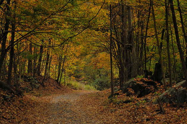 New River Gorge Trail