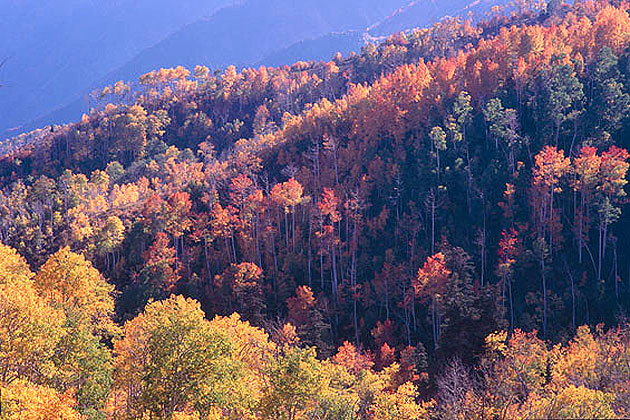 Mt. Nebo Wilderness