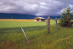 Whitefish