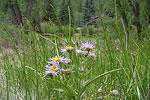 Pretty Meadows