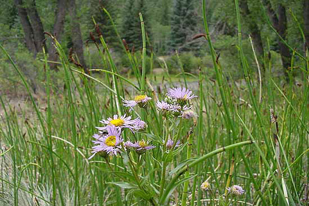 Pretty Meadows