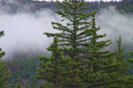 Foggy Firs