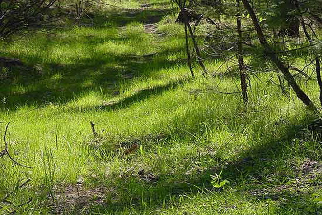 Mountain Trails