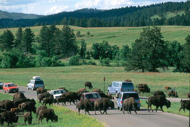 Wildlife - Buffalo