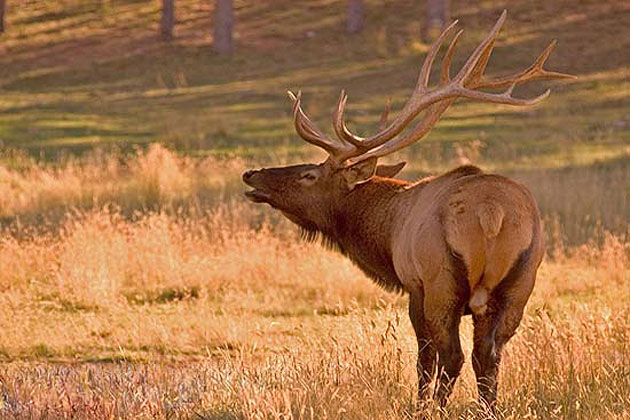 Wildlife - Elk