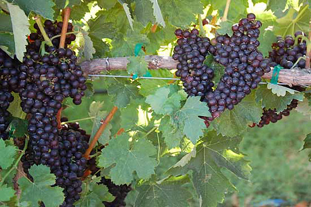 Wine Grapes