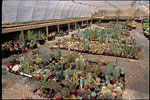 Cactus Garden