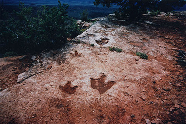 Dinosaur Tracks