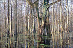 Cache River National Wildlife Refuge, Augusta