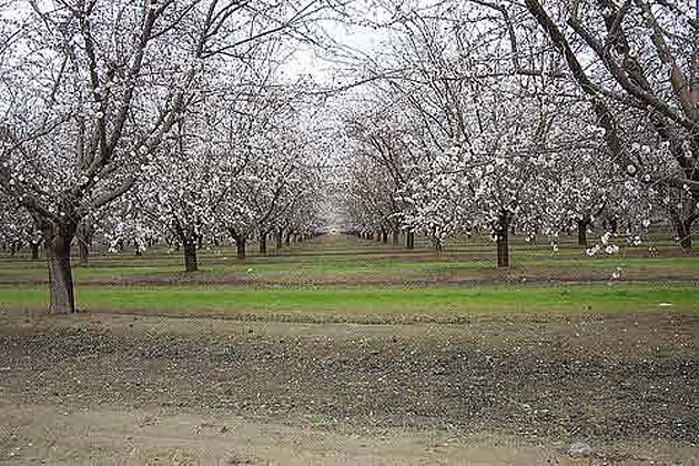 Bakersfield in Bloom