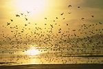 Birds over the Great Salt Lake