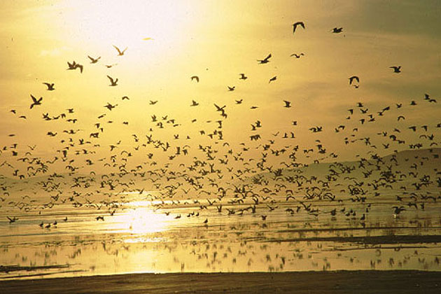 Birds over the Great Salt Lake