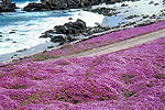 Pacific Grove