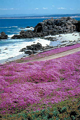 Pacific Grove