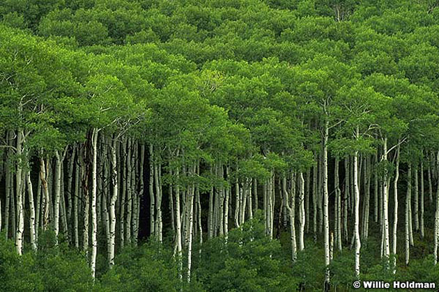 Aspens