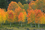 Aspens in Autumn