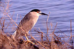 Black Crowned Night Heron