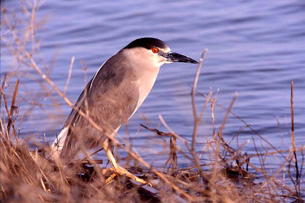 Black Crowned Night Heron