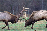 Bull Elk, Buffalo National River