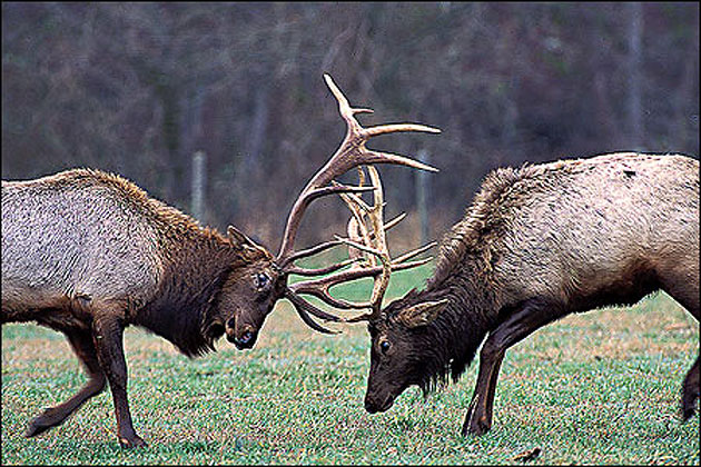 Bull Elk, Buffalo National River