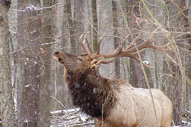Elk