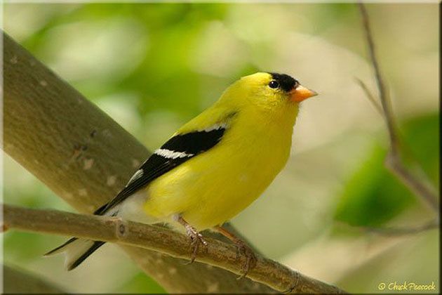 Gold Finch