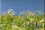 Sheriff Reservoir Wildflowers