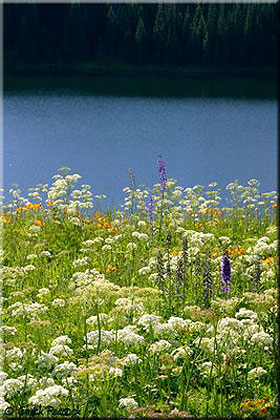 Sheriff Reservoir Wildflowers