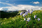 Sheriff Reservoir Columbines