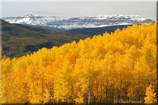 Golden Aspens in Williams Fork Valley