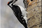 Hairy Woodpecker