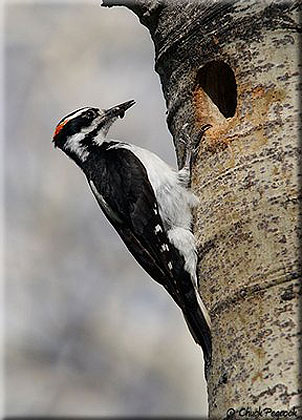 Hairy Woodpecker