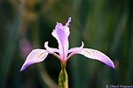 Wild Iris