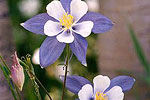 Columbines