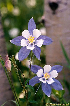 Columbines