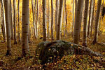 Aspen forest near Freeman Lake