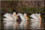 Pelican Trio