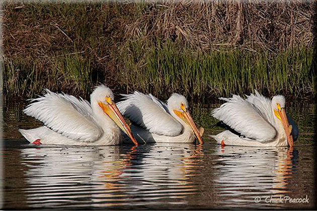 Pelican Trio