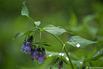 Bluebells