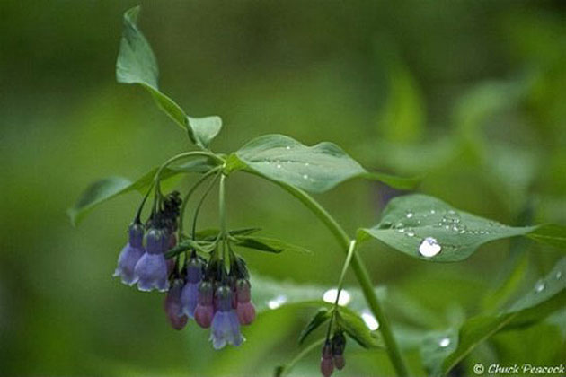 Bluebells