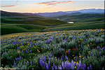 Wildflowers near Hayden