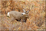 Mule Deer Buck