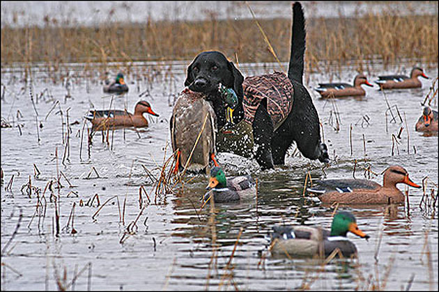 Duck hunting along the Mississippi Flyway in Arkansas